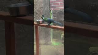 White cheeked turaco bird in the family musophagidae birdwatchersparadise birdspeciesBirdLover [upl. by Sigfrid228]