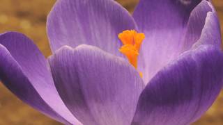 Crocus vernus flower time lapse [upl. by Herries231]