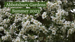 Abbotsbury Sub Tropical Gardens Dorset Summer 2023 Plants in flower [upl. by Sholley]