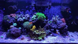 Reef Aquarium  1092024 [upl. by Anilecram346]