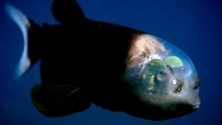 Barreleye Fish [upl. by Anaitsirc]