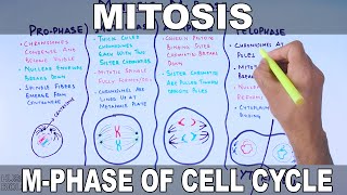 Mitosis  MPhase [upl. by Anees]