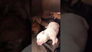 Hungry Puppies Fight for Milk So Adorable 🐾 puppyjourney doglover puppytales [upl. by Bondy]