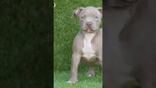 Power of transformation ☠🗿shorts dog doglover [upl. by Franklyn]