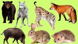 Los animales para niños Animales del bosque El Sonido de los Animales Aprender animales en Español [upl. by Idnym867]