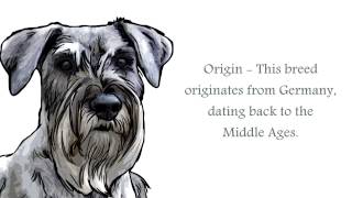 Standard Schnauzer Video [upl. by Navetse534]