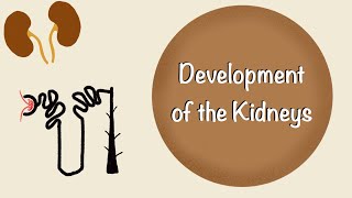 Development of the Kidneys  Renal Embryology  Development of the Urinary System  Embryology [upl. by Eislrahc742]