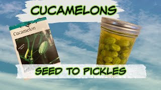 Cucamelon From Seed to Pickles🍈🍈  How to Grow Harvest and Make Pickled Cucamelons [upl. by Foster512]