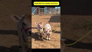 Shortest Cows in our Goshala vlog insta joy animals you artgallery loveanimals Kids happy [upl. by Elihu]