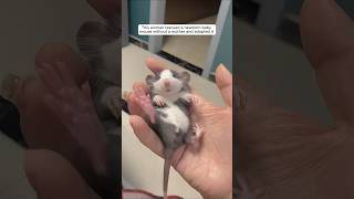 This woman rescued a newborn baby mouse without a mother and adopted it animalshorts [upl. by Attenyt]