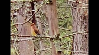 cedar waxwing [upl. by Nytsirk226]