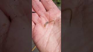 Rat tailed maggot  hoverfly larvae [upl. by Yaya]