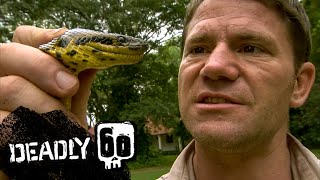 Anaconda Almost Crushes Steves Hand  Deadly 60  BBC Earth Kids [upl. by Nie]