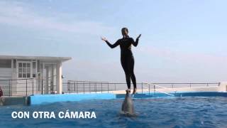 SHOW DE DELFINES ACUARIO DE VERACRUZ [upl. by Yecnuahc897]