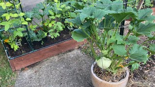 Beautiful Patty Pan Squash Grown in a Pot [upl. by Morgen]