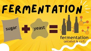 Fermentation explained in 3 minutes  Ethanol and Lactic Acid Fermentation [upl. by Michiko639]