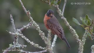 Cedar Waxwings Clear Out American Robin Stays For Close Up – Feb 16 2023 [upl. by Artinad]