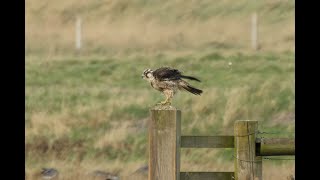 probable Tundra Peregrine Falcon Cley Norfolk 161124 [upl. by Einittirb494]