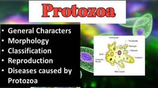 Introduction To Protozoa  Characters  Morphology  Reprodution  Types of protozoa  Diseases [upl. by Htes484]