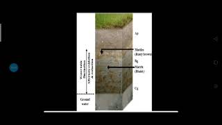 Process of Alkalization and gleization in Soil [upl. by Atinuaj849]