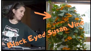 How to Grow Thunbergia Black Eyed Susan Vine From Seed  Indoor Growing [upl. by Enimzaj]