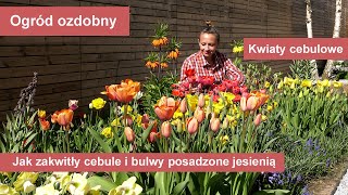 Rośliny cebulowe Jak wyglądają cebule i bulwy posadzone jesienią [upl. by Ardnola]