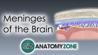 Meninges of the Brain  3D Anatomy Tutorial [upl. by Desdamona]