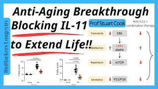 Revolutionary AntiAging Breakthrough Blocking IL11 to Extend Life [upl. by Nnayhs]