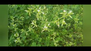 WeedCerastium glomeratum Sticky mouseear chickweed [upl. by Allissa]