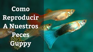 🔵 Como Reproducir GuppysComo Cuidar A Tus Guppys 1x2 Acuarios MB [upl. by Lovering]