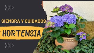 COMO SEMBRAR HORTENSIA EN MACETAS Y COMO TENER HORTENSIAS SIEMPRE BELLAS [upl. by Aynotahs]