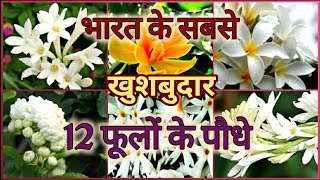 Top 12 Fragrant Scented  Aromatic Flower plants of India भारत के 12 खुशबुदार फूलों के पौधे [upl. by Raina]