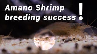 Unbelievable Amano shrimp breeding success A miracle in a freshwater tank 4 Months Update [upl. by Armanda877]