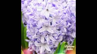 Hyacinthus orientalis Blue Eyes [upl. by Hawk111]