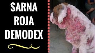 DEMODEX EN PERROS  ☝️ Un caso tipico de DEMODECCIA CANINA Generalizada 🐶🐩 [upl. by Aihppa89]