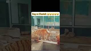 Dog Vs Cheetah fight dog cheetah fighting video [upl. by Yrrag774]