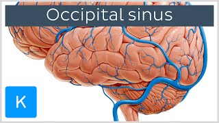 Occipital Sinus sinus occipitalis  Human Anatomy  Kenhub [upl. by Urbanus990]