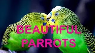 Beautiful Parrot Species [upl. by Ahsertal]