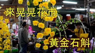 關於蘭花 在花市遇到超大的黃金 石斛啊  十八棒 石斛 香蕉豆蘭 蘭花開花了 [upl. by Renae725]