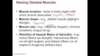 Chapter 10 Lecture A Muscle Descriptions Lever Systems [upl. by Ffilc]