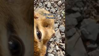 Chippie’s snack time offgridlovers chipmunk snacks nature shortvideo fyp [upl. by Elsilrac]