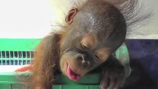 BABY ORANGUTAN [upl. by Renaud]