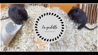 Tout savoir sur la Gerbille  Présentation de Fille [upl. by Tolliver]