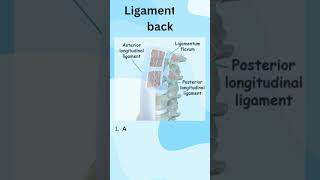 Understanding the Lower back Spine Anatomy [upl. by Sirred710]