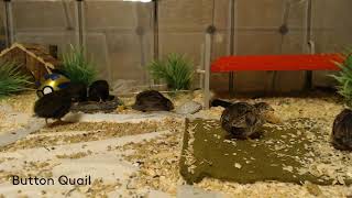 Button Quail Cam 91724 [upl. by Dnomyar]