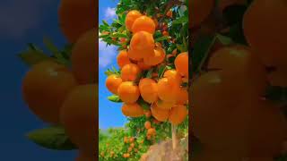 Orange sardi a rhi hai  viralvideo youtubeshorts shortsvideos 1million animatedvideo [upl. by Ayam]