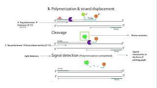 Taqman probe quantitative PCR [upl. by Orpah]