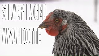 Chicken Breeds Silver Laced Wyandotte Chickens [upl. by Nagram]