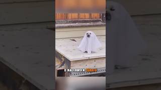 Como surgiu o Halloween curiosidades halloween vocesabia [upl. by Nyl766]