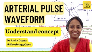 Normal Arterial pulse physiology waveform pulse tracing applied  CVS physiology mbbs  practical [upl. by Elawalo]